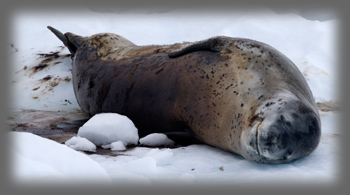 L�opard de mer / Hydrurga leptonyx / Leopard Seal