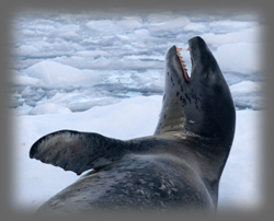L�opard de mer / Hydrurga leptonyx / Leopard Seal