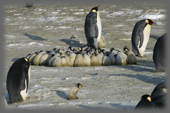 Manchot empereur / Aptenodytes forsteri / Emperor Penguin