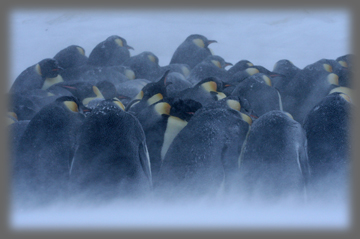 Manchot empereur / Aptenodytes forsteri / Emperor Penguin