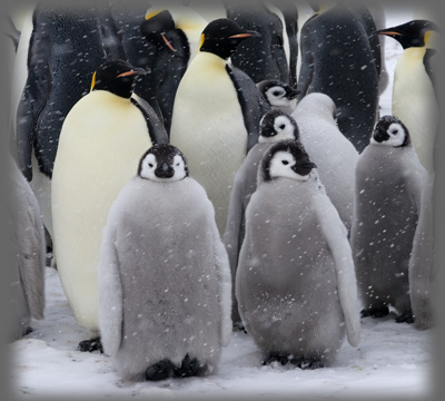 Manchot empereur / Aptenodytes forsteri / Emperor Penguin