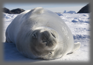 Phoque crabier / Lobodon carcinophaga /Crabeater Seal