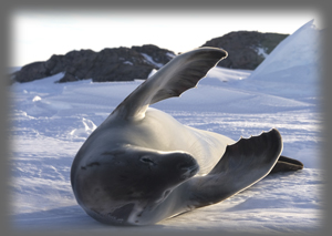 Phoque crabier / Lobodon carcinophaga /Crabeater Seal